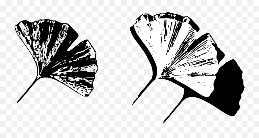 Gingko Leaf Gingko Leaf Nature Png Picpng Emoji,Nature Clipart Black And White