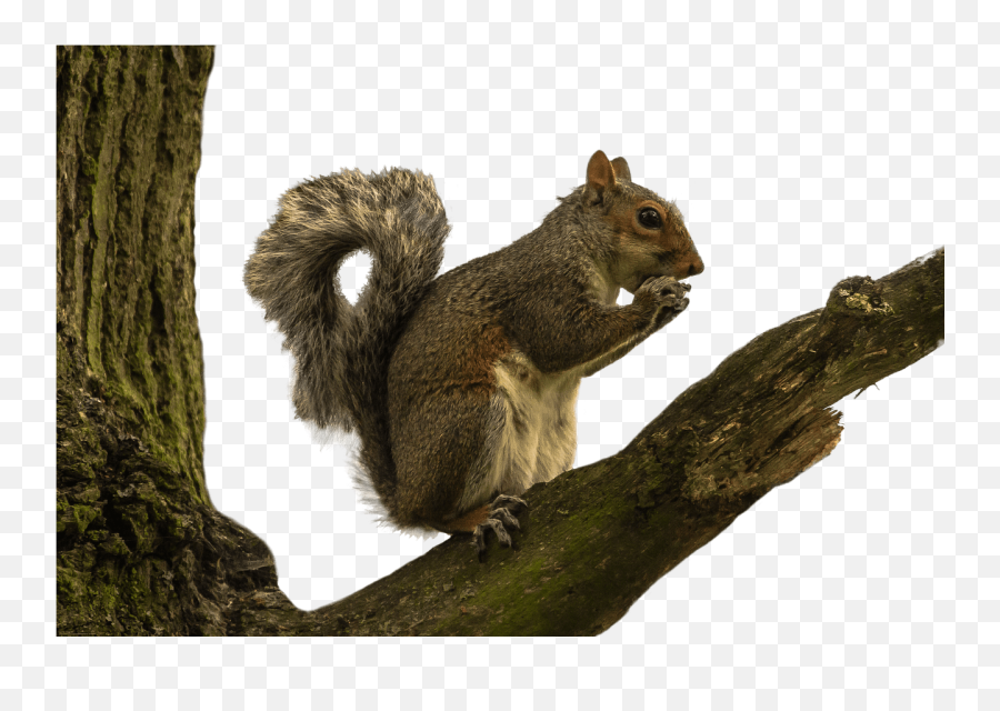 Squirrel - Squirrel In Tree Transparent Emoji,Squirrel Png
