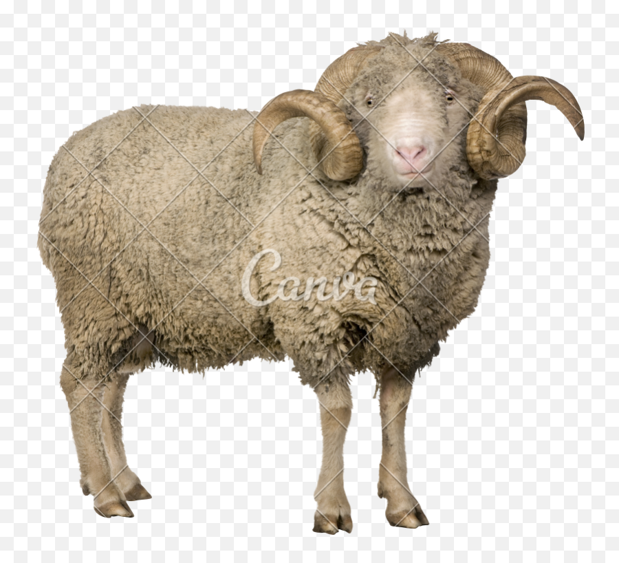 Ram Animal Transparent U0026 Png Clipart Fre 2425568 - Png Ram Sheep Png Emoji,Ram Clipart