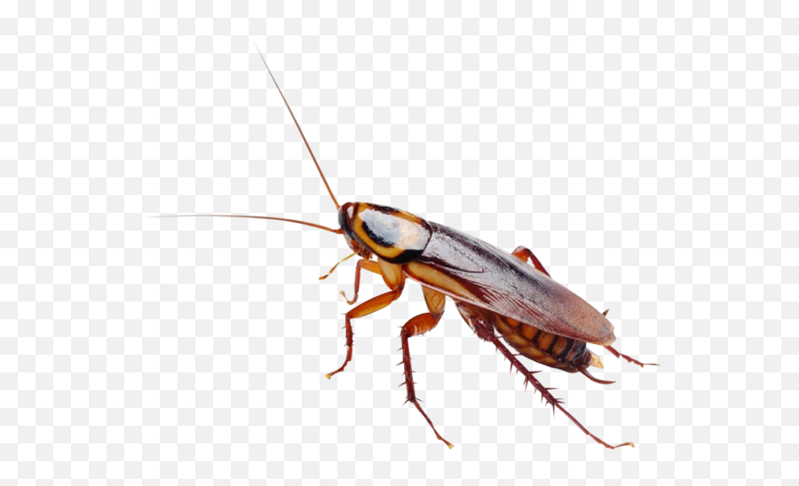 Pest Alert - Common Apartment Bugs Emoji,Cockroach Png