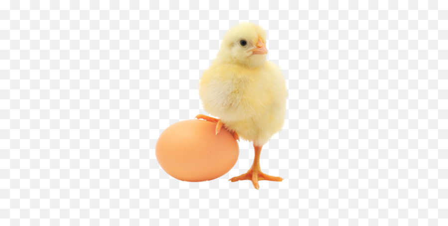 Download Baby Chicken Transparent Image - Chicken And An Egg Emoji,Chicken Transparent