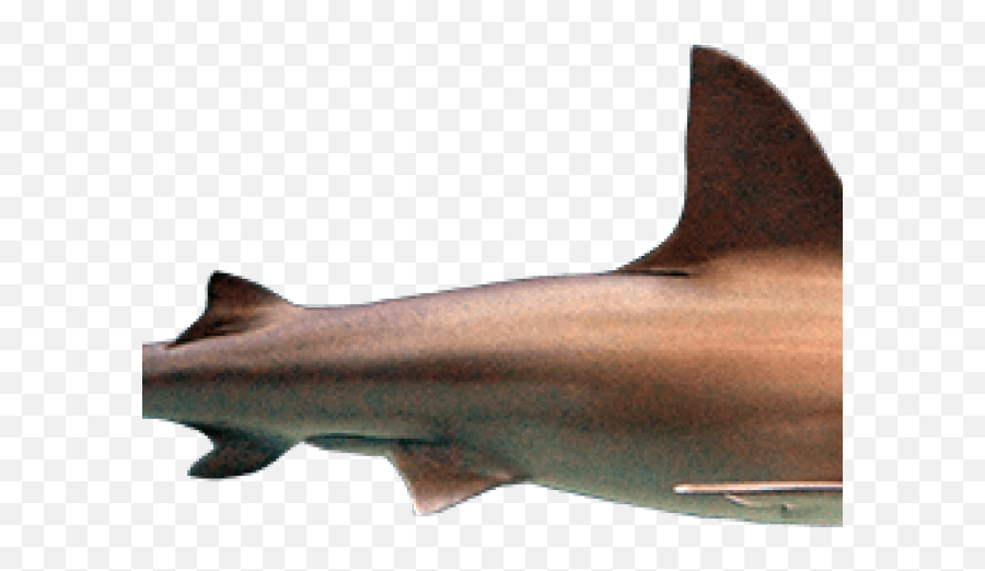 Download Hd Hammerhead Shark Clipart Transparent Background - Ground Sharks Emoji,Shark Transparent Background