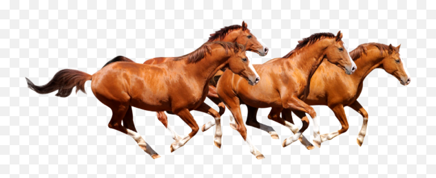 Transparent Clipart Image Four Horse - Horse Images Hd Png Emoji,Horse Png