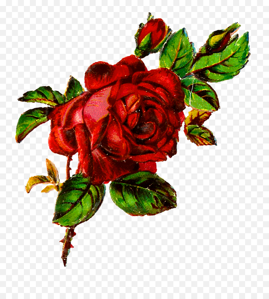 Antique Images Free Shabby Chic Red Rose Image Grunge Emoji,Red Rose Transparent