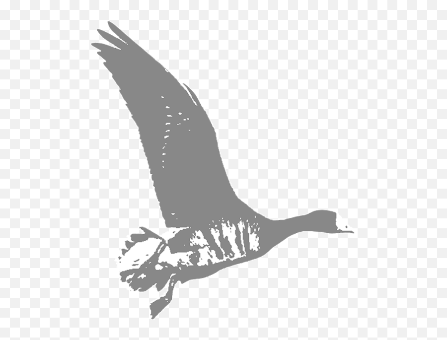 Texas U2014 Hunt 41 - Duck Emoji,Canada Goose Logo