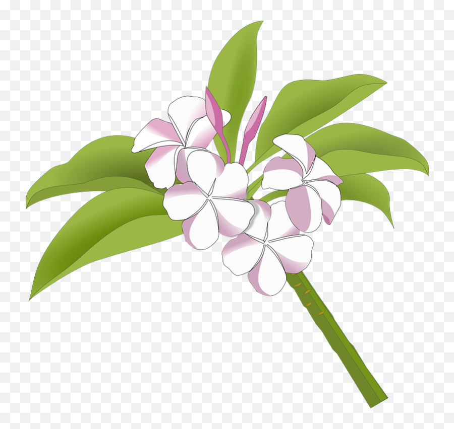 Pink Plumeria Flowers Clipart Free Download Transparent - Clip Art Bunga Kemboja Emoji,Flowers Clipart
