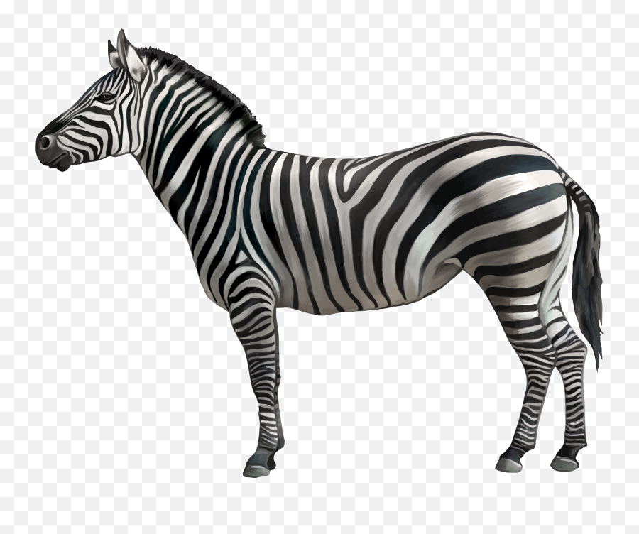 Zebra Png Clipart Image - Zebra Png Emoji,Animal Png
