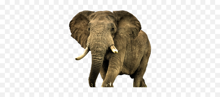 Download Elephant Free Png Transparent - Animal Elephant Hd Png Emoji,Elephant Transparent Background