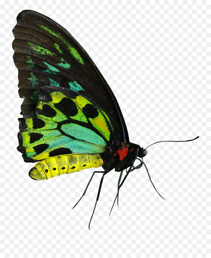 Butterfly Green Yellow Red Png Emoji,Yellow Butterfly Png