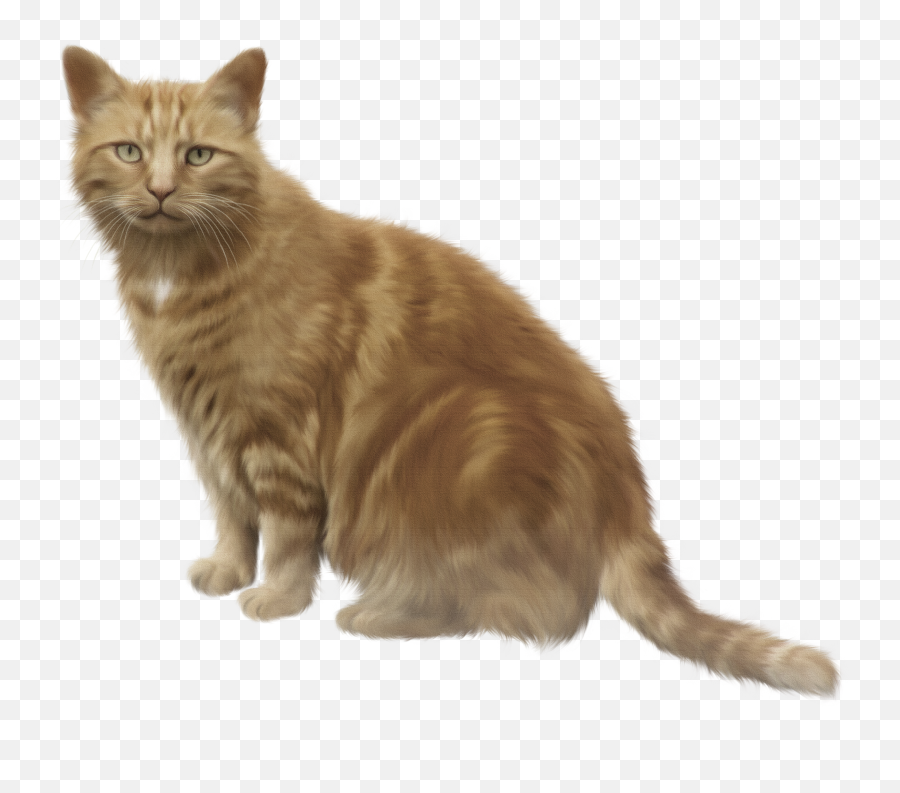 Kittens Clipart Brown Cat - Cat Meme Box Of Shit Emoji,Grumpy Cat Clipart