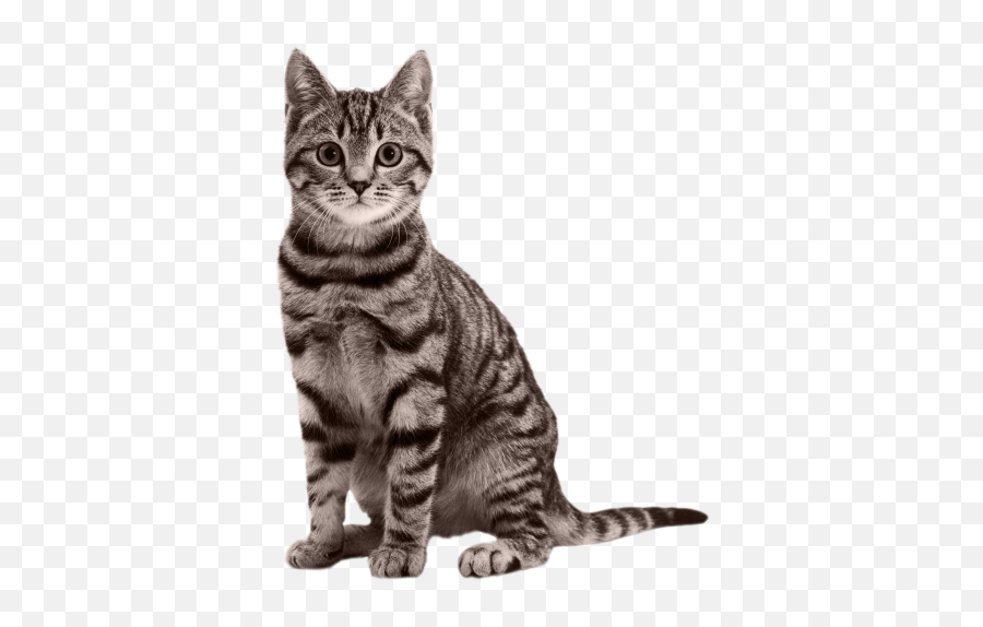 Cat Png Cat Transparent Background - Freeiconspng Emoji,Free Images With Transparent Background