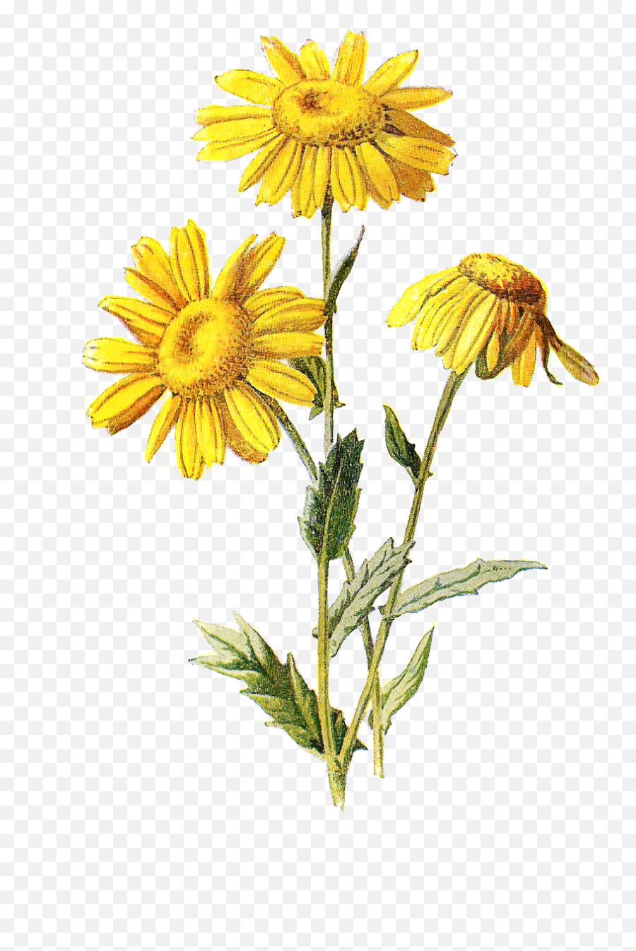 Wild Flower Clipart - Corn Marigold Emoji,Flower Clipart
