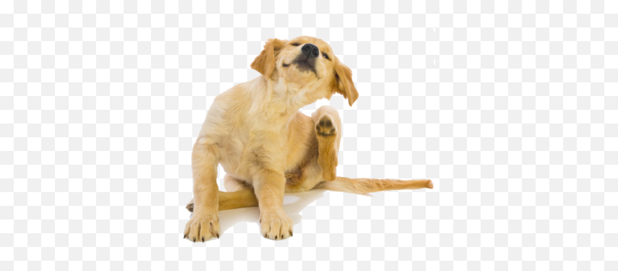 Common Allergens And - Puppy Scratching Emoji,Dog Transparent