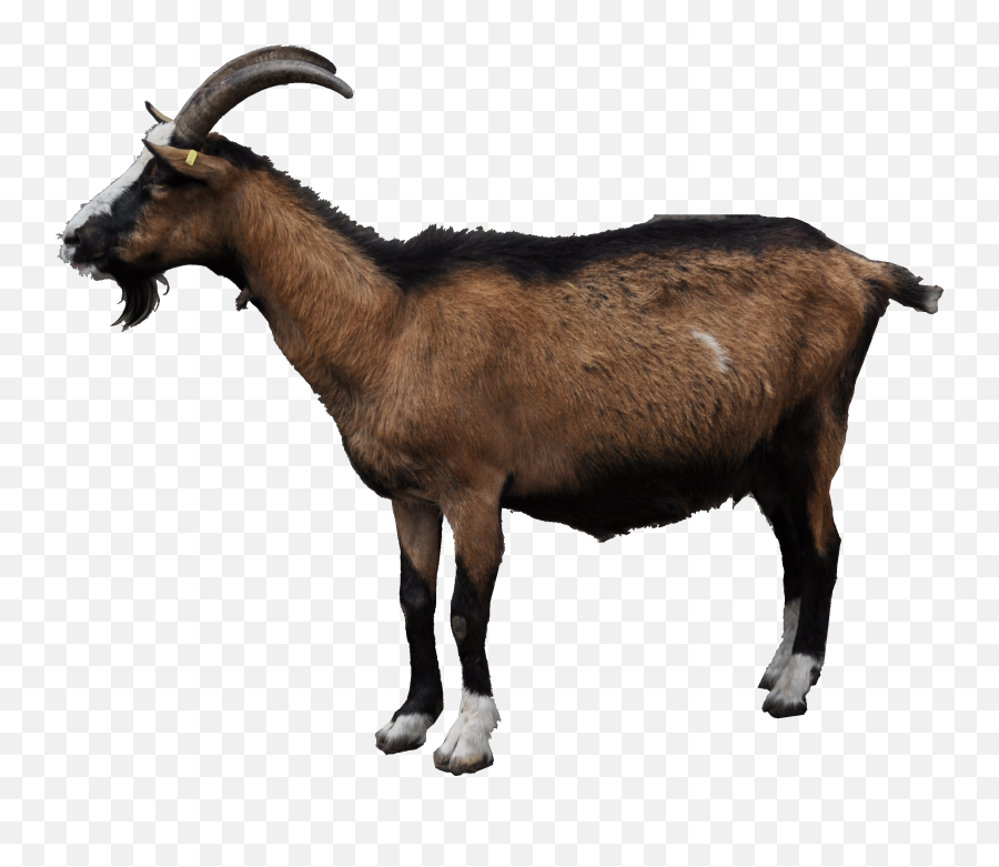 Goat Transparent Cartoon - Transparent Mountain Goat Png Emoji,Goat Clipart