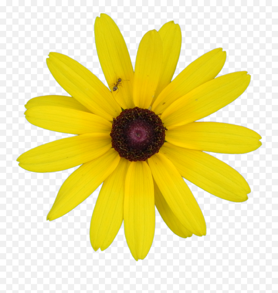Yellow Flower Rudbeckia - Fresh Emoji,Yellow Flower Transparent