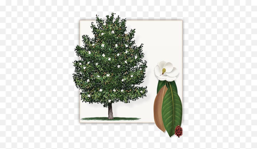 Southern Magnolia Tree Clipart Emoji,Magnolia Clipart