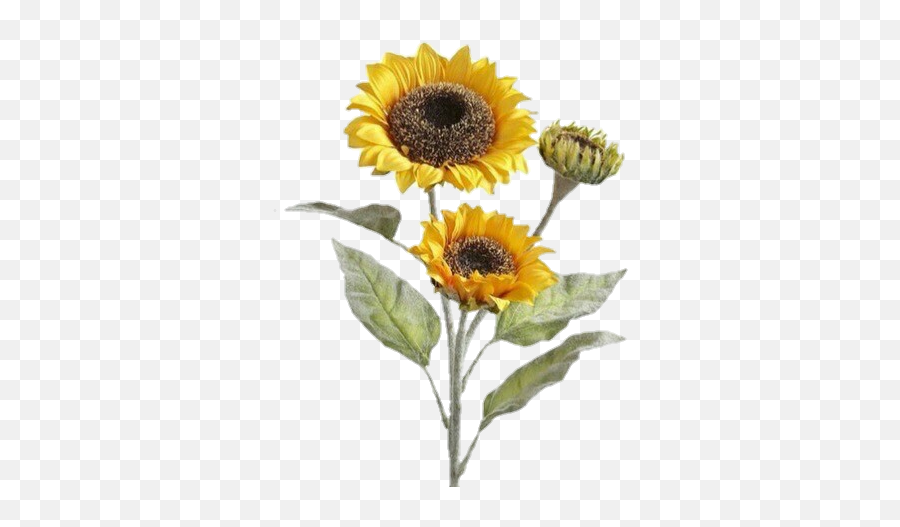Sunflower Png Discovered By Laura On We Heart It - Sticker Emoji,Sunflower Png