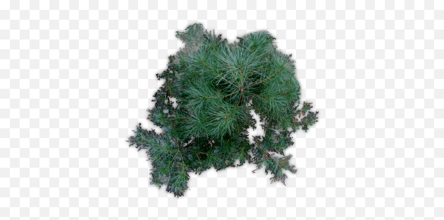 Download Hd Pine Tree Png Index Of - Tree Transparent Png Virginia Pine Emoji,Pine Tree Png
