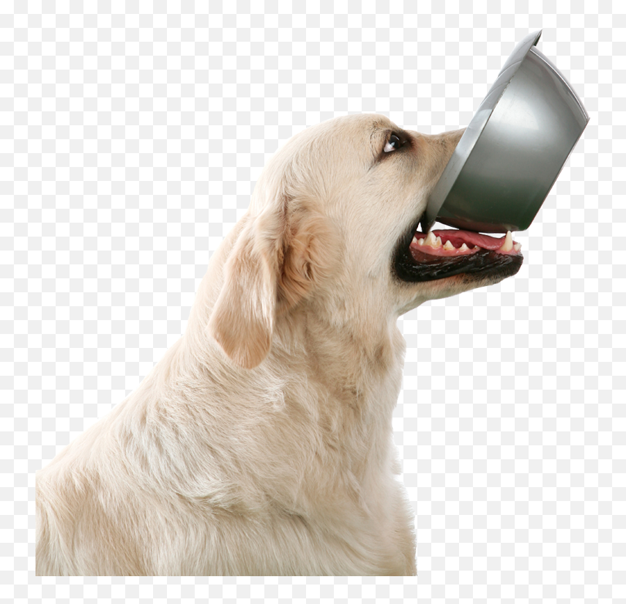 Dog Bowl - Dog With Bowl In Mouth Transparent Png Hungry Dog White Background Emoji,Mouth Transparent