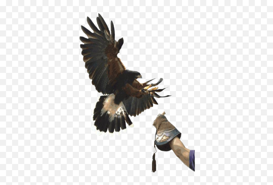 Learn More About The New Hampshire School Of Falconry Emoji,Bird Scooter Logo