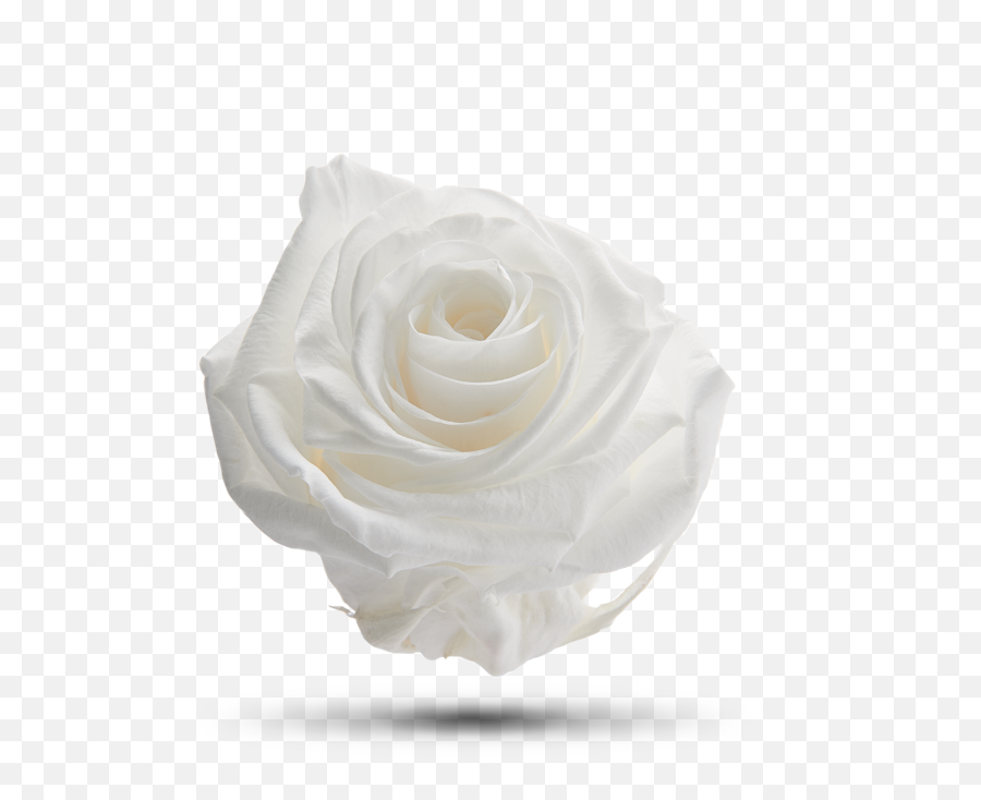 White Dove - Royal Flowers Still Life Photography Emoji,White Dove Png