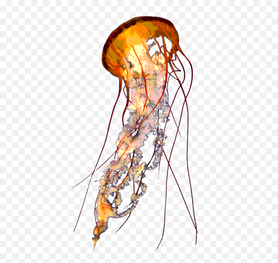 Jellyfish Png Alpha Channel Clipart - Transparent Background Jellyfish Transparent Emoji,Jellyfish Png