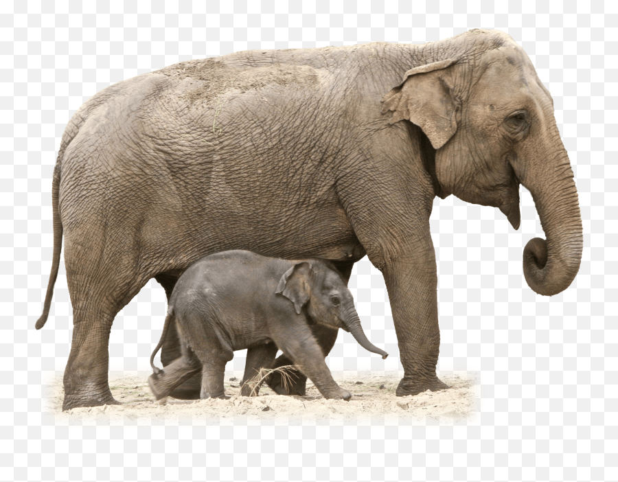 Mom And Baby Elephant Page 1 - Line17qqcom Emoji,Baby Elephant Clipart