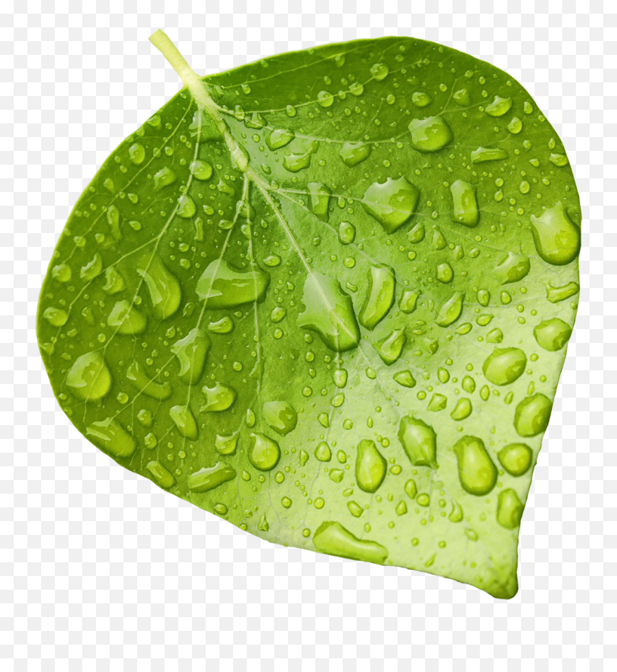 Download Wet - Leaf Transparent Background Wet Leaf Png Png Water On Leaf Clipart Emoji,Leaf Transparent Background