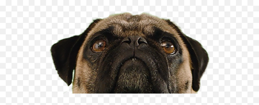 Apoquel Oclacitinib Tablet Allergy Medicine For Dogs - Pug Emoji,Dog Face Png
