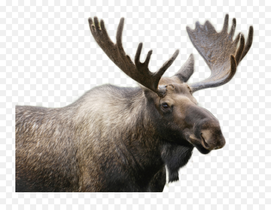 Realistic Moose - Moose Png Emoji,Moose Png