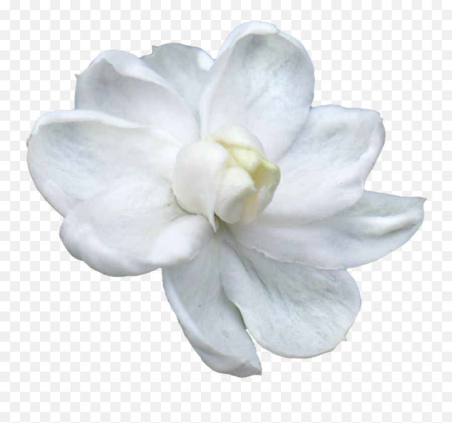 Magnolia Clipart Gardenia Flower Emoji,Magnolia Clipart