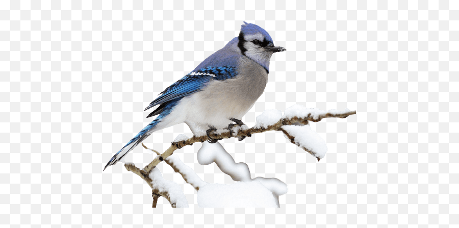 Best 89 Blue Jay Png Hd Transparent Background A1png Emoji,Blue Transparent Background