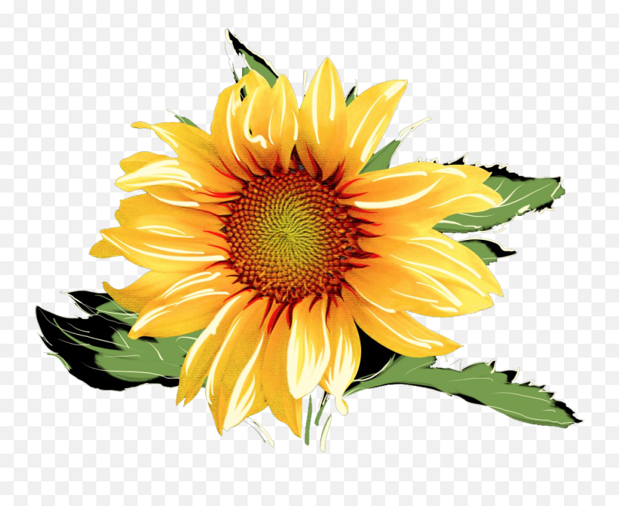 Common Sunflower Watercolor Painting - Watercolor Sunflowers Watercolor Sunflower Png Transparent Emoji,Sunflower Png