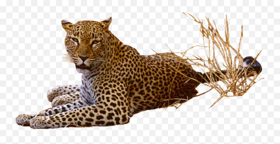 Jaguar Png Free Images 5 - Png 6310 Free Png Images Pantera Sfondo Trasparente Emoji,Jaguar Clipart