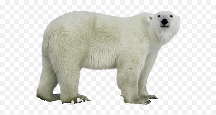 Polar Bear Png Images - Polar Bear Transparent Background Png Emoji,Bear Transparent