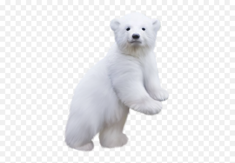 Bear Cub Png U0026 Free Bear Cubpng Transparent Images 68898 - Transparent Polar Bear Cub Png Emoji,Cubs Clipart