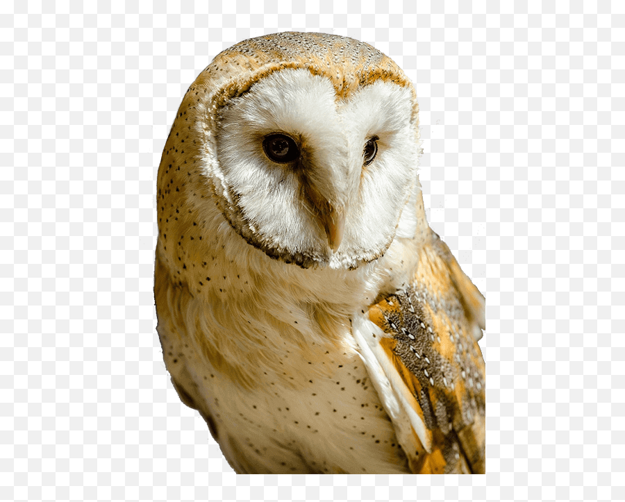 Download Barn Owl Transparent - Barn Owl Portrait Png Image Barn Owl Clip Art Transparent Background Emoji,Owl Transparent Background