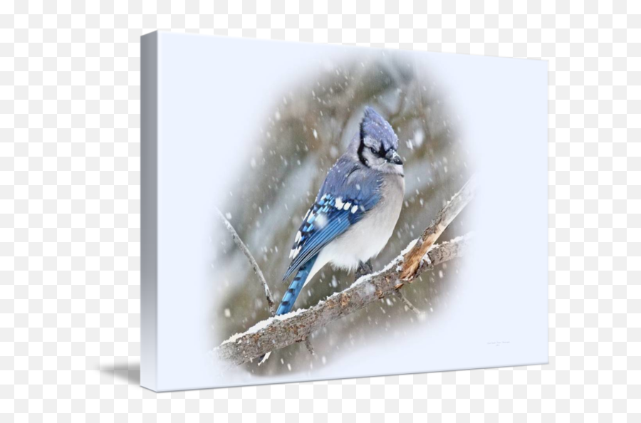 Blue Jay Songbird Cyanocitta Cristata By Carol Senske Emoji,Blue Jay Png