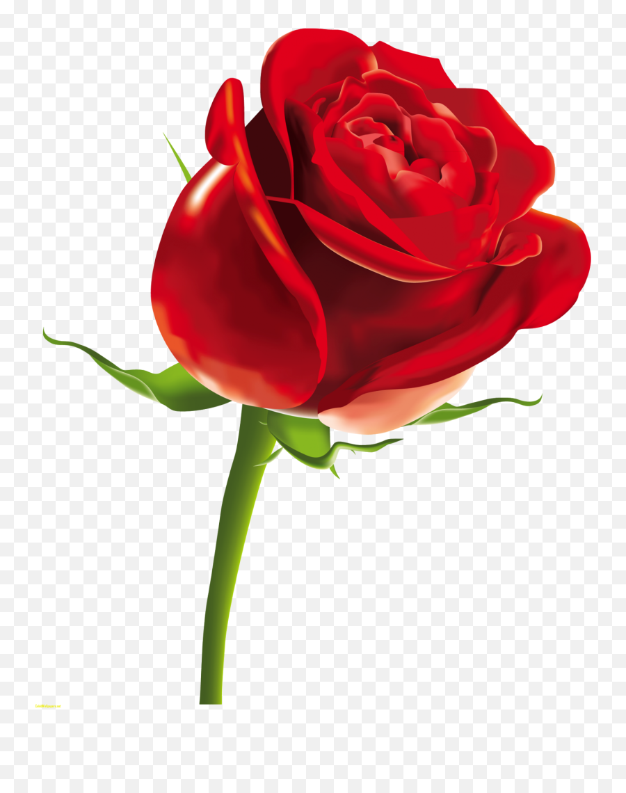 Red Rose Png Clipart Picture - Rose Flower Gif Transparent Emoji,Rose Clipart Png
