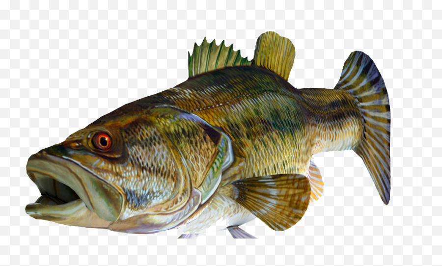 Redeye Bass 3d Fish Png Image With - Transparent Background Bass Fish Png Emoji,3d Png