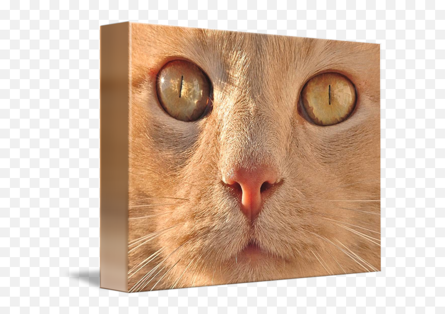 Cat Face By David Park Emoji,Cat Face Transparent