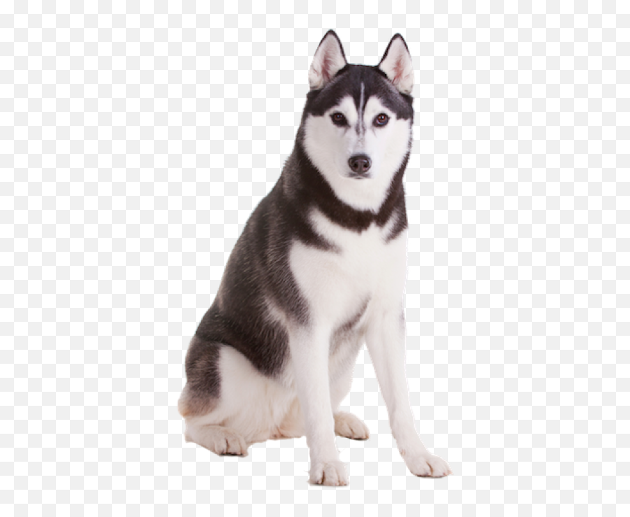Download Dog Images Hd Png - Transparent Husky Dog Png Emoji,Dog Transparent