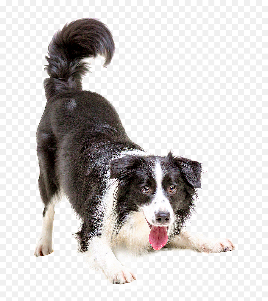 Download Collie Pet Cat Veterinarian Puppy Border Dogs - Pelotas Para Perros Bebés Emoji,Veterinarian Clipart