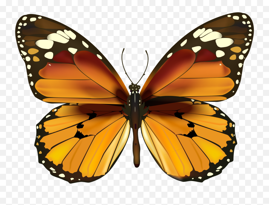 Monarch Butterfly Have Been Seeing A - Cute Red Butterfly Png Emoji,Monarch Butterfly Clipart