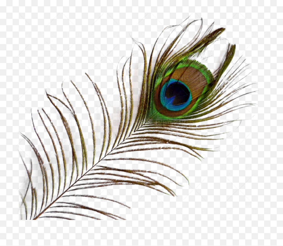 Download Single Peacock Feathers With - Mor Pankh Png Emoji,Peacock Feather Png