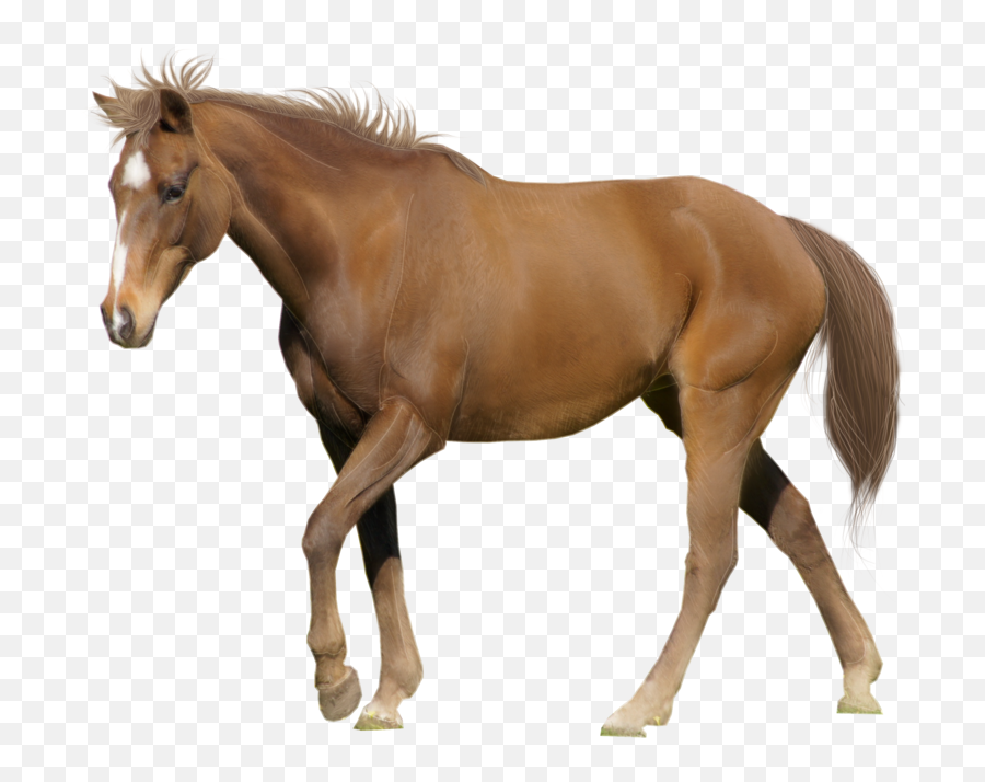 Horse Png Image - Horse White Background Free Emoji,Horses Png