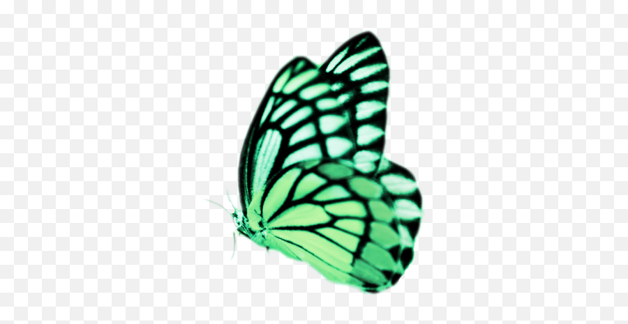 Download Real Butterflies Png Real Butterfly Png Real - Butterfly Counts Not Months But Moments Emoji,Butterflies Png