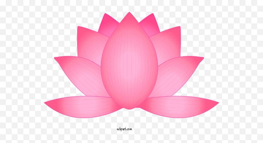 Flowers Lotus Family Lotus Petal For Lotus Flower - Lotus Emoji,Lotus Flower Transparent