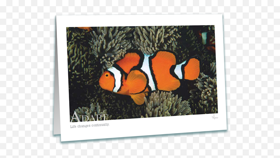 Adapt Clownfish Greeting Card Emoji,Clownfish Png