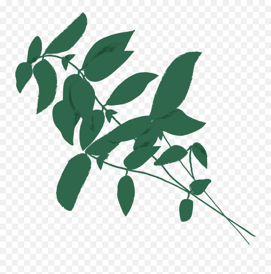 Plant Care U2014 The Treehouse Collection Emoji,Basil Png